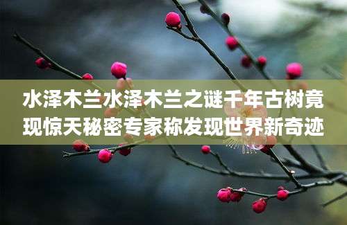 水泽木兰水泽木兰之谜千年古树竟现惊天秘密专家称发现世界新奇迹