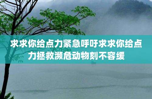 求求你给点力紧急呼吁求求你给点力拯救濒危动物刻不容缓