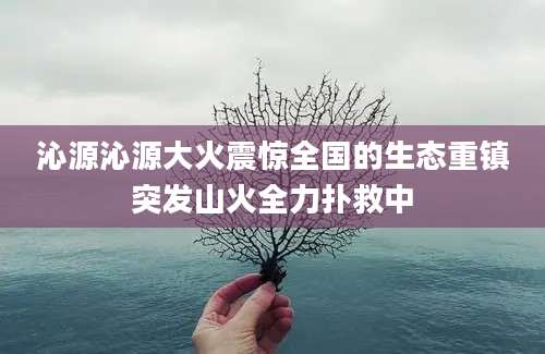 沁源沁源大火震惊全国的生态重镇突发山火全力扑救中