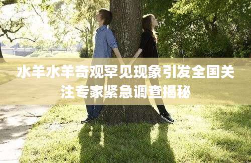 水羊水羊奇观罕见现象引发全国关注专家紧急调查揭秘